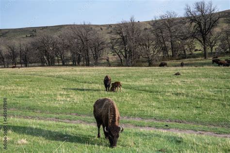 American Bison in the field of Custer State Park, Utah Stock Photo ...