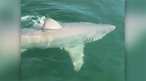 Florida fishermen have close encounter with great white shark | Fox News