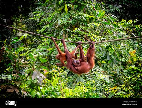 Wild Mutter Und Baby Orang Utan H Ngen Von Einem Man Made Seil An Der