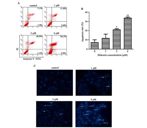 Shikonin Induces Apoptosis Of Hacat Cells Via The Mitochondrial Erk