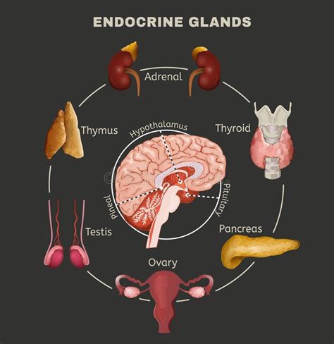 Endocrine System Pituitary Gland