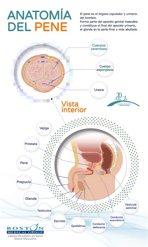 Anatomía Del Pene Todo Lo Que Debes Saber