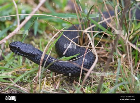 Melanistic Adder Hi Res Stock Photography And Images Alamy