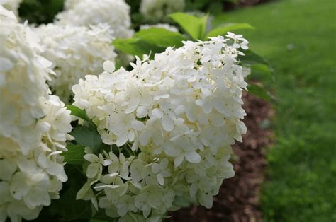 6 Stunning White Hydrangea Bushes To Grow Birds And Blooms