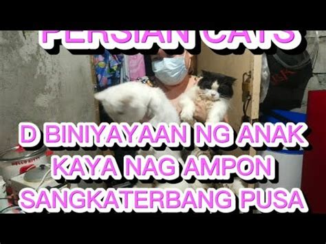 Di Biniyayaan Ng Anak Kaya Nag Ampon At Alaga N Lng Ng Mga Persian Cats