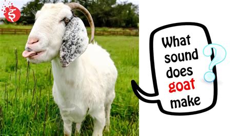 Goat Sound What Sound Does Goat Make Animal Sound Library Youtube