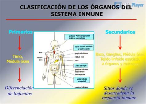 Biología Preparatoria Órganos Del Sistema Inmune