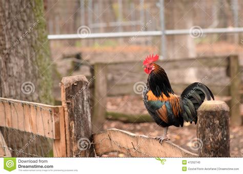 Rooster On The Fence Stock Photo Image Of Feather Feet 47252740