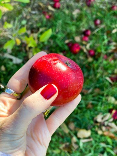 Delicious Apple Orchards In Hendersonville Nc Uncorked Asheville