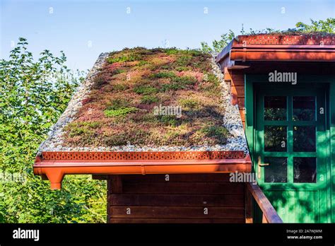 Extensive Green Ecological Living Sod Roof Covered With Vegetation