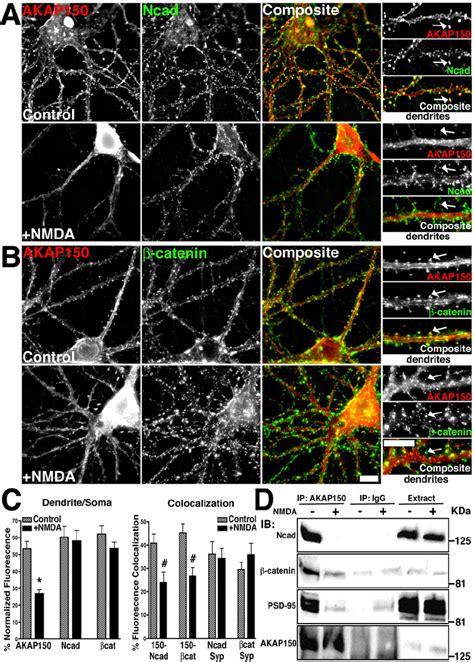 Regulation Of Akap Cadherin Complexes By Nmda Receptor