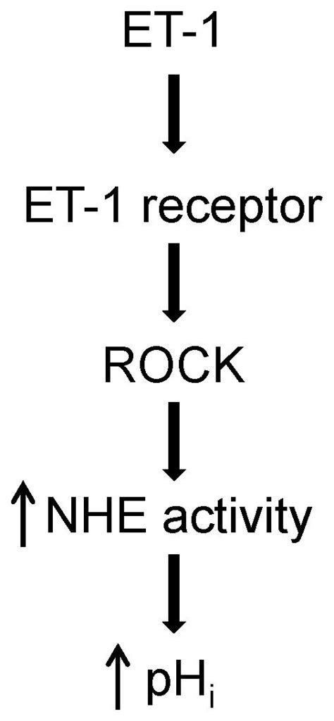 ET 1 Binds To Surface Receptors Leading To Activation Of Rho Kinase