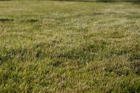 40 Grass Texture With High Res Quality Psddude