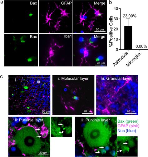 Identification Of The Nature Of Bax Positive Glial Cells In The