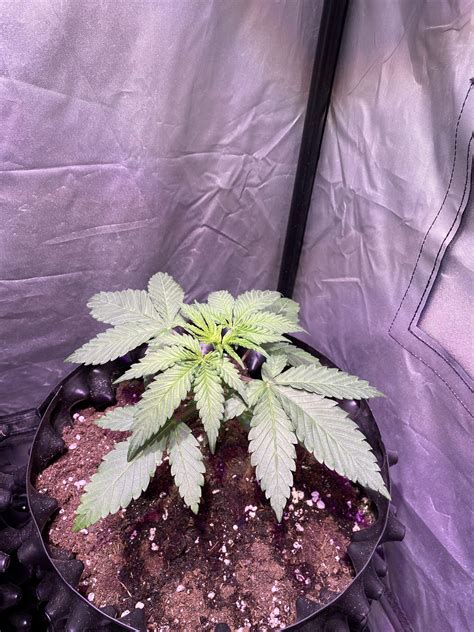 Barney S Farm Glookies Grow Diary Journal Week By Growingbcn