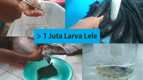 Cara Pemijahan Ikan Lele Brain