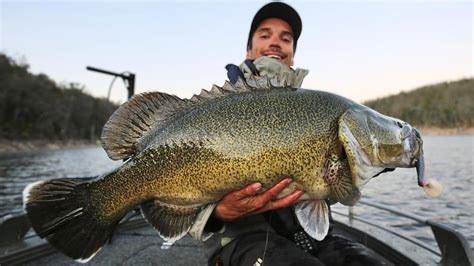 Copeton Dam Murray Cod Fishing Youtube