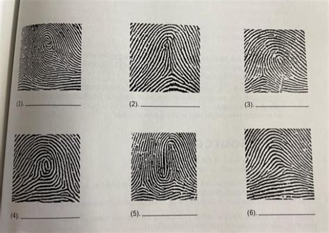 Forensics Unit 3 Fingerprints Diagram Quizlet