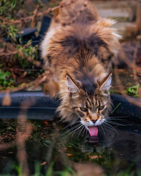 9 Traits That Set Maine Coons Apart