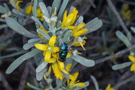 Especies Vegetales En Canarias G H T C