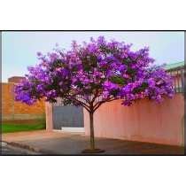 Mudas De Quaresmeira Roxa Tibouchina Granulosa R Rvores Para