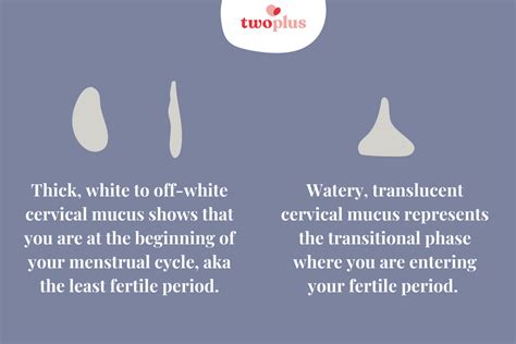 How To Use Cervical Mucus (AKA Ovulation Discharge) To Tell if You’re ...