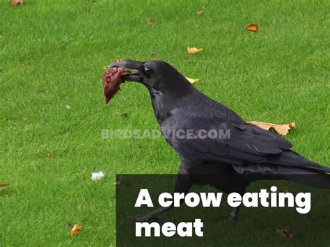 What Do Crows Eat List Of Crow Diets With Pictures