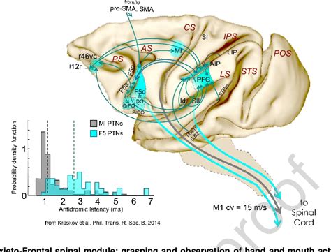 Figure 4 From Cortico Spinal Modularity In The Parieto Frontal System