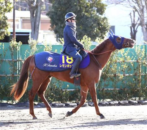 【フェブラリーs】前日の単勝10倍以下は2頭のみ 1番人気レモンポップと2番人気ドライスタウトの2強ムード 競馬ニュース