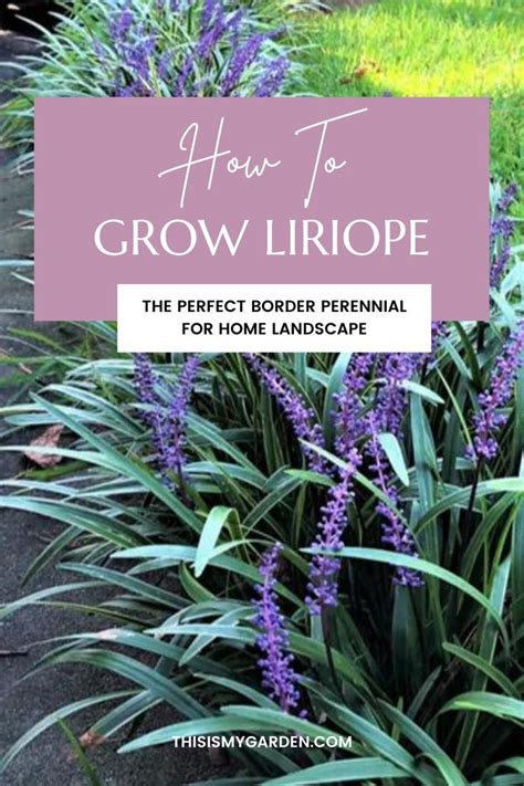 Liriope growing as a boarder along a sidewalk. The plant has green and ...