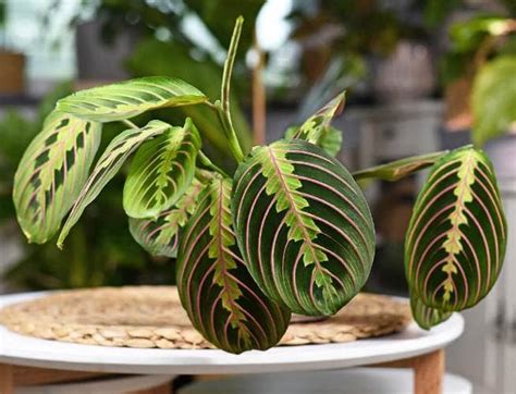 How To Propagate Grow The Prayer Plant Maranta And Its Care Global