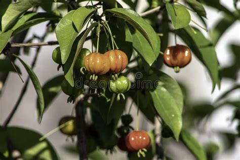 Detalhe Da Pitanga Eugenia Uniflora Frutos I Imagem De Stock