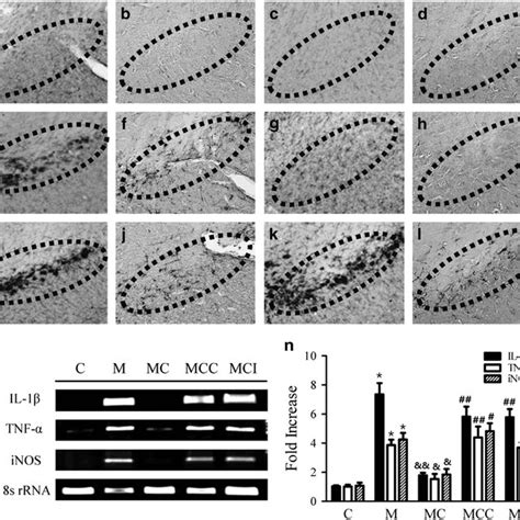 Capsaicin Cap Blocks Microglial Activation And The Expression Of