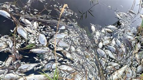 Tragedia Ambiental En Europa Al Menos Toneladas De Peces Murieron