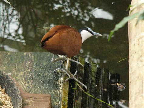 The Online Zoo African Jacana