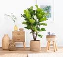 Ficus Lyrata Figowiec Lirolistny Drzewko Rozm L D Na K