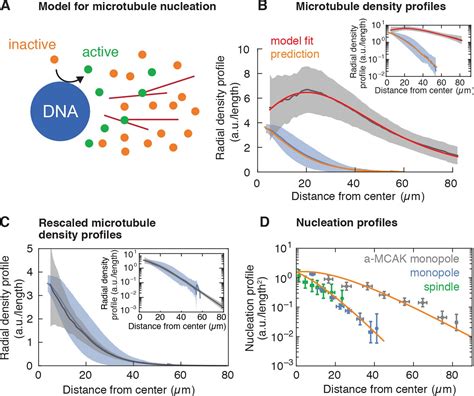 Figures And Data In Autocatalytic Microtubule Nucleation Determines The