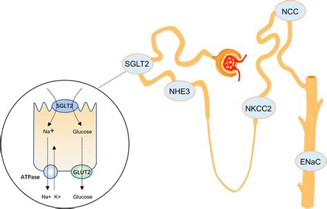 Frontiers Effects Of Sodium Glucose Cotransporter 2 Inhibitors On