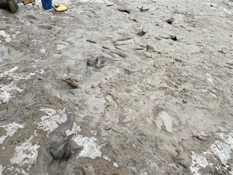 Sequ A De R O Deja Al Descubierto Huellas De Dinosaurios En Texas