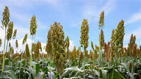 El Cultivo De Sorgo Paso A Paso YouTube