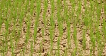 In The Mekong Climate Change Poses Threat To Food Security