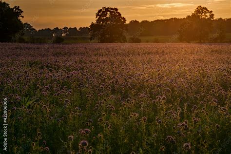 Wiese im Sonnenuntergang Büschelschön lat. Phacelia Stock Photo | Adobe ...