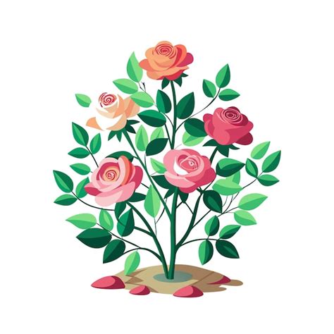 Page 2 Red Rose Bush Varieties Vectors And Illustrations For Free