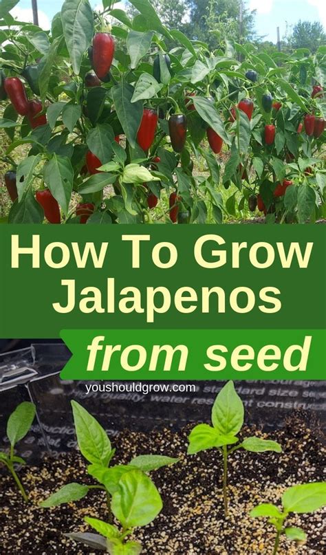 How To Grow Jalapenos And Preserve Your Harvest Pepper Plants Gardening For Beginners Growing