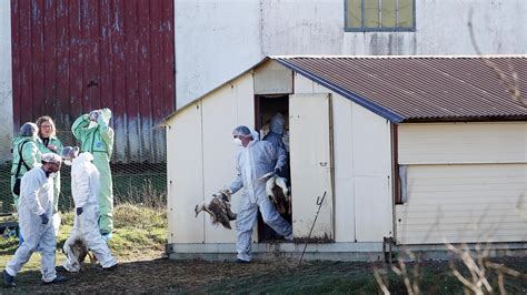 Influenza Aviaria C Davvero Il Rischio Di Una Nuova Pandemia