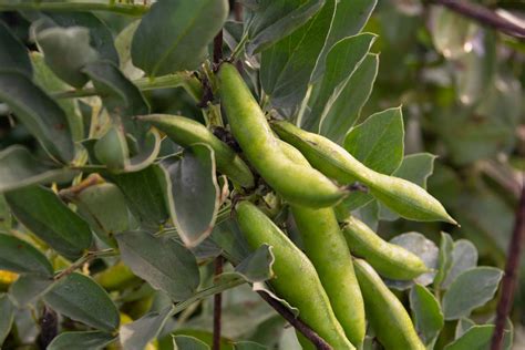 How To Grow And Care For Fava Beans Broad Beans