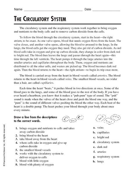 Circulatory System Worksheets Ks