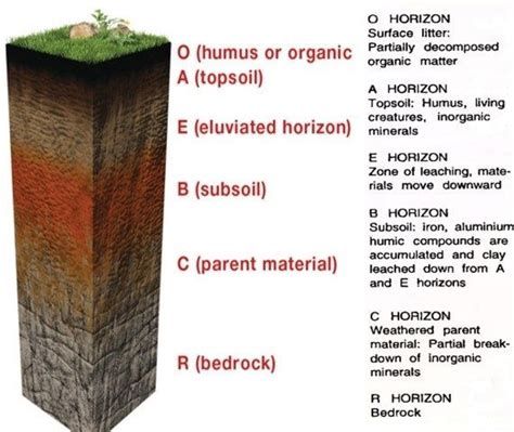 Soil Types: Sandy, Clayey & Loamy | Soil Profile