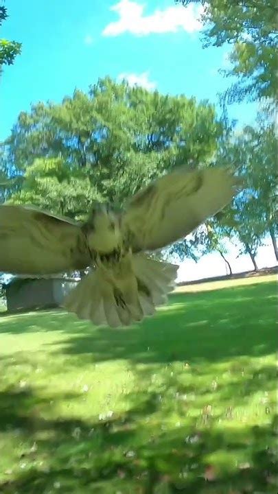 Hawk Attacks Drone Close Call Youtube