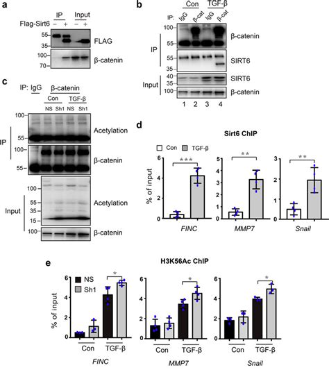 Sirtuin Sirt Interacts With B Catenin And Deacetylates H K Ac